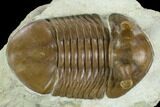 Stalk-Eye, Asaphus Intermedius Trilobite - Russia #125506-3